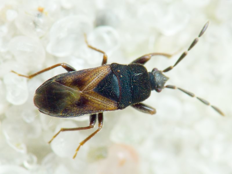 Tropistethus holosericus (Scholtz, 1846)